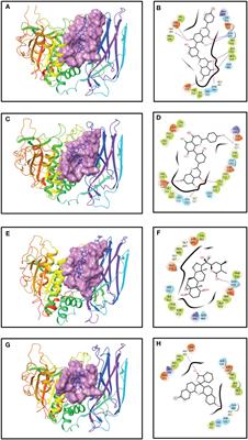 Structure-based virtual screening methods for the identification of novel phytochemical inhibitors targeting furin protease for the management of COVID-19